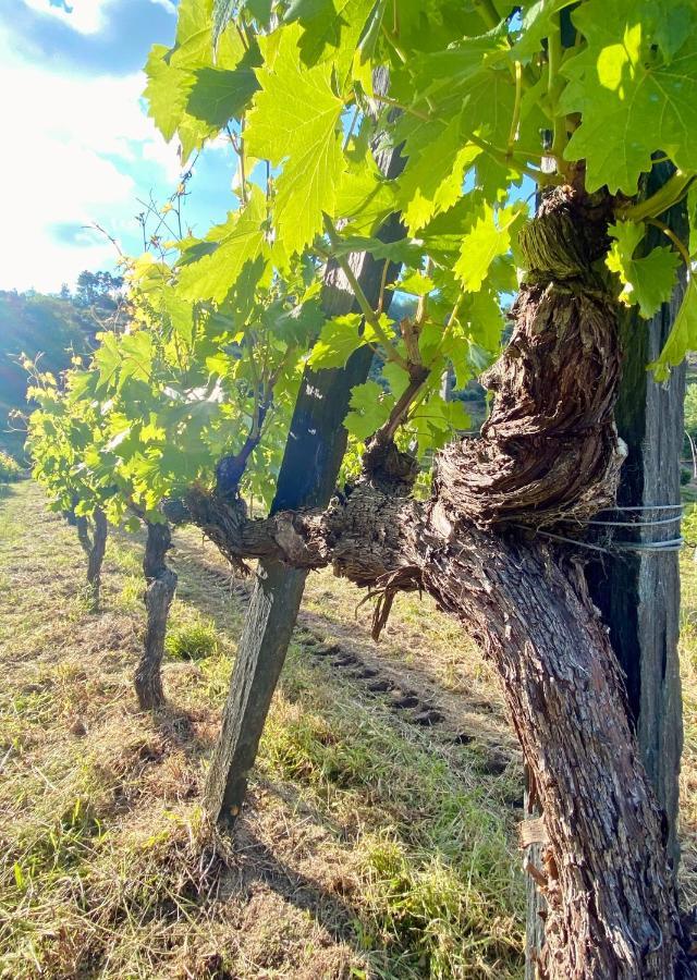 Private Douro- Quinta Das Susandas Mesão Frio Eksteriør bilde