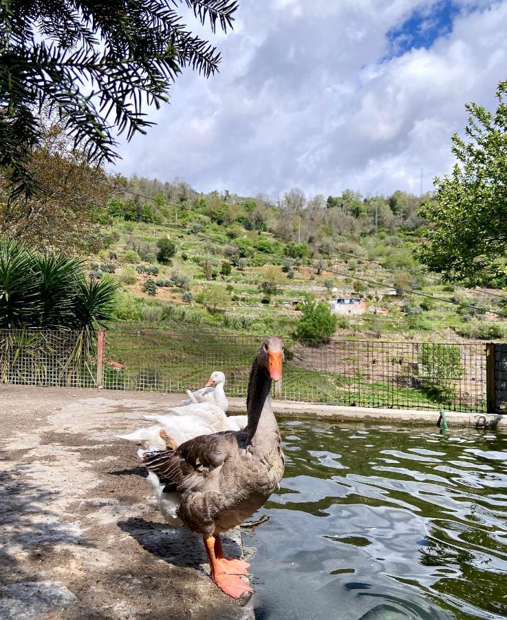 Private Douro- Quinta Das Susandas Mesão Frio Eksteriør bilde